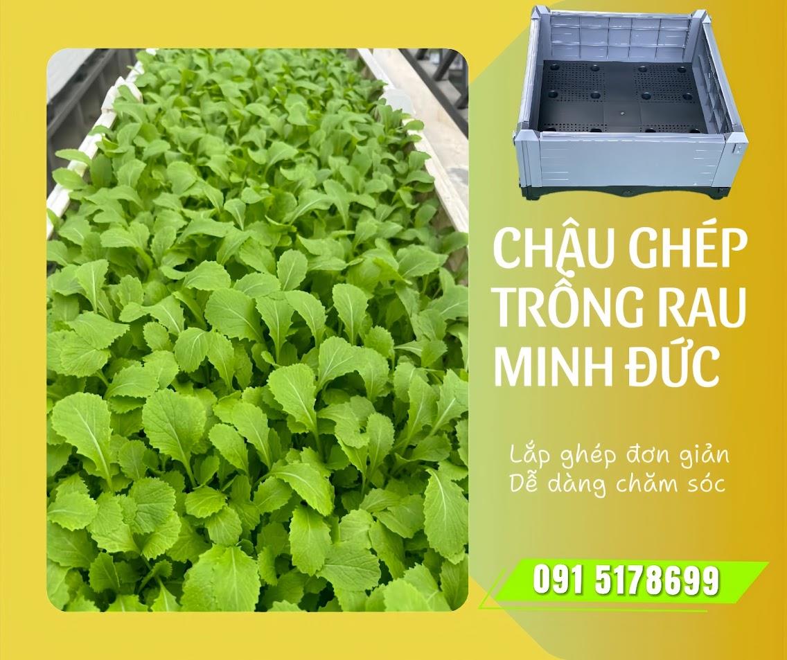 CHẬU GHÉP TRỒNG RAU, CHẬU GHÉP THÔNG MINH HDPE MINH ĐỨC